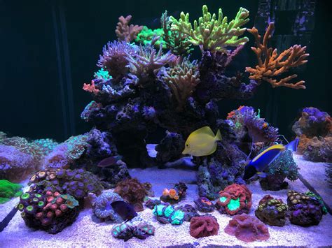 A Beginner Guide To Keeping Corals In Your Marine Aquarium Singapore