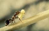Fire Ants Species Images