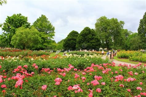 Queen Mary S Rose Gardens Regents Park London Editorial Stock Image