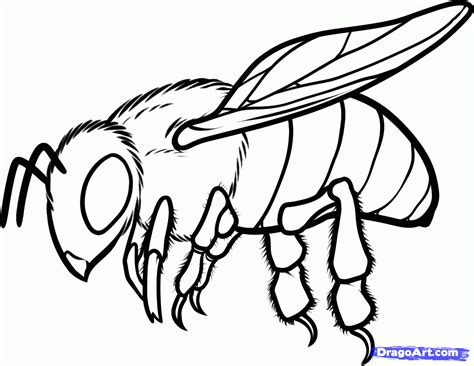 How To Draw A Honey Bee How To Draw A Honey Bee Step 10 Bee Drawing