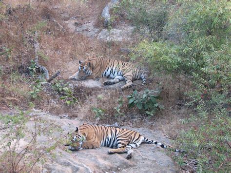 Bandhavgarh National Park Wonder Into The Wilderness