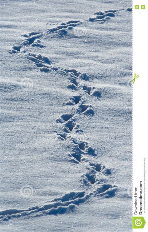 Animal Tracks In The Snow Usa Alaska Stock Photo