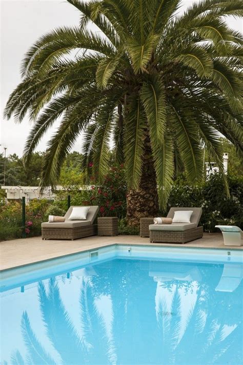 Amazing Huge Swimming Pool With A Big Palm Tree Backyard Landscaping