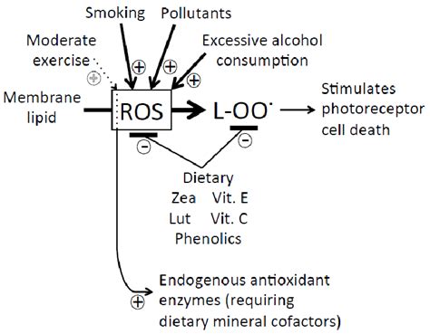 Schematic Depiction Of 1 The Oxidation By Reactive Oxygen Species