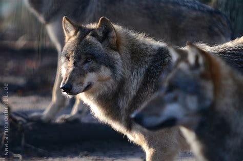 480p Two Nature Wolves Closeup Grey Wolf Photo Carnivore Animal