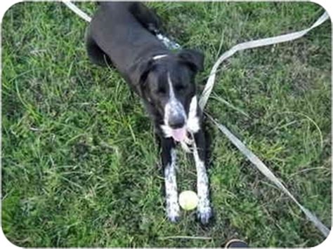 This breed has a long but slightly unclear history. Steve | Adopted Dog | Tillamook, OR | Border Collie/German ...