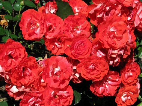 Wallpaper Roses Flowers Red Loose Bush 2560x1920 Wallpaperup