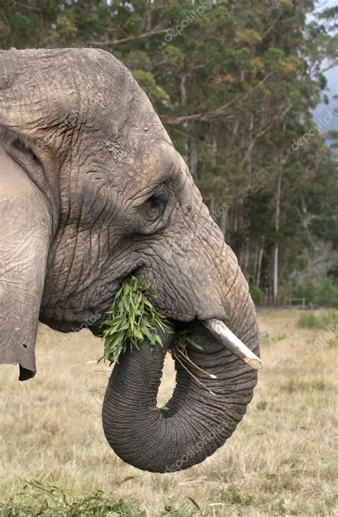 O Que Os Elefantes Comem Como é Sua Alimentação Na Natureza Mundo