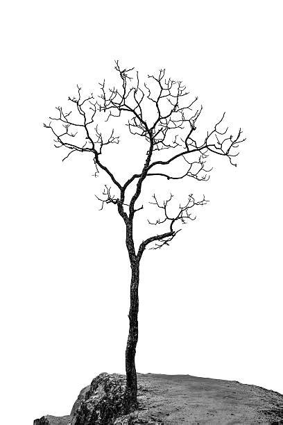 Deciduous Bare Tree Empty Branches Black Silhouette Stock Photos