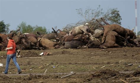 Tragic Sight Of Dead Horses Piled High As Farmers Return To Find Just