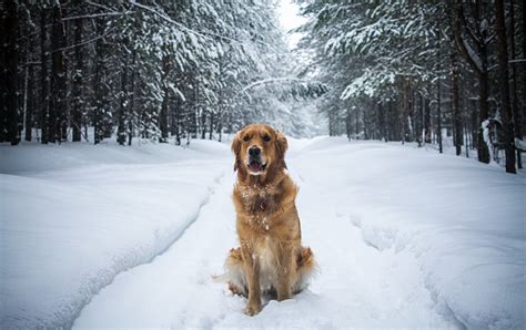 Wallpaper Retriever Golden Retriever Path Winter Snow Forests Animal