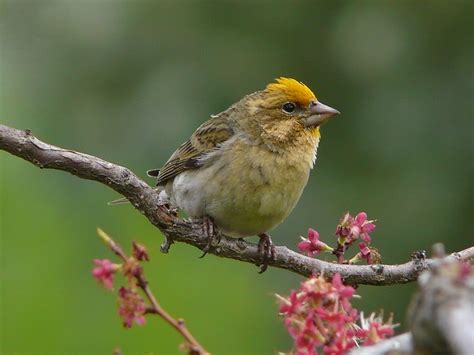 Some Interesting Finches Birding In Bc Community