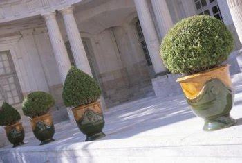 Topiaries are bushes and small trees clipped into an ornamental shape. How to Make Round Topiary Frames | Home Guides | SF Gate