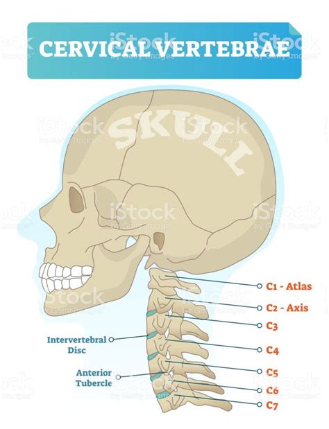 Image Result For C2 To C7 Spine Cervical Vertebrae Science Notes