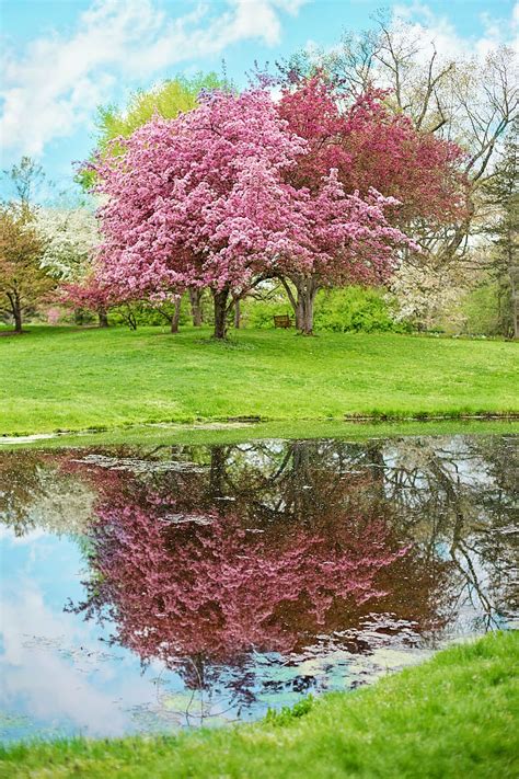 Free Download Pink Petaled Tree Body Water Spring Pink Flowers