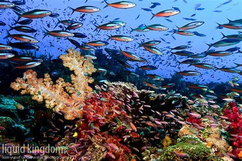 Fiji Rainbowreef Ocean Creatures Ocean Animals Marine Life