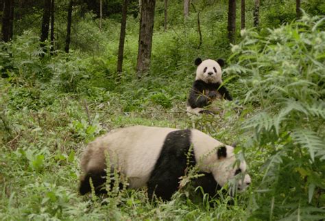 All About Pandas And Sustainability Pandas And People