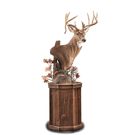 This Upright Whitetail Pedestal Is Accentuated With Woodland Scenery