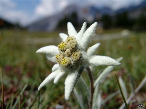 Edelweiss Alpine Flowers Alpine Plants Edelweiss Flower