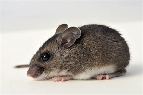 The deer mouse can be many different colors but is distinguishable by a white belly and white feet. Beware of deer mice carrying hantavirus | PostIndependent.com