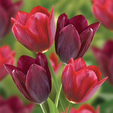 Fill out our no obligation free estimate to see how much your next lawn care service might cost. Buy tulip collection Lipstick tulips - tulip collection: £ ...