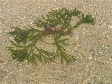 The Health Benefits Of Seaweed By Melissa Flagg Coa Osc Caloriebee