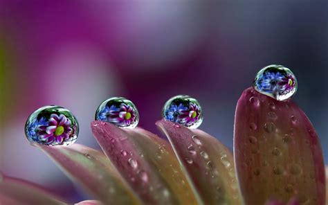 Water Drops Macro Flower Nature Petals Pink Blue Hd Wallpaper