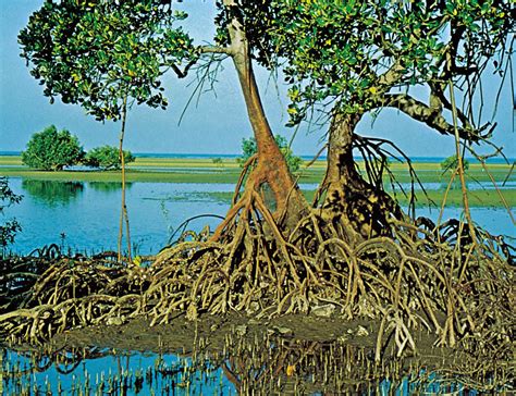Sundarbans Informantions And Travel Tips About Sundarbans