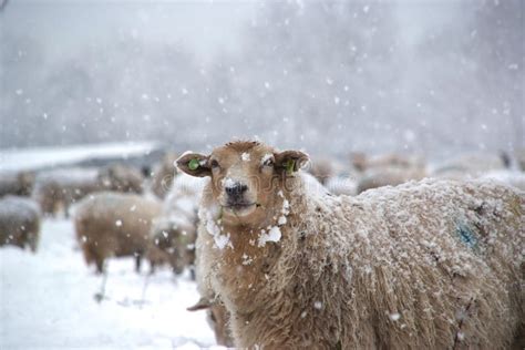 Winter Landscape With Sheep And Snow Stock Photo Image Of Nature