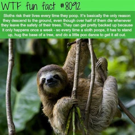 Pin By Deborah Roth On Fun Facts Fun Facts About Sloths Wtf Fun