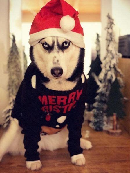 14 Funny Huskies Who Know Exactly How To Decorate House For Christmas