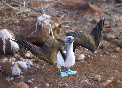 A Blue Footed Booby During His Mating Dance Smithsonian Photo Contest Smithsonian Magazine