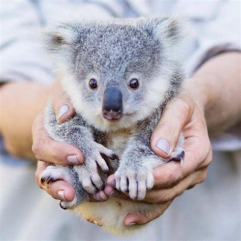 Pin By Kimberly Vredeveld Parson On Koalas Koala Cute Koala Bear