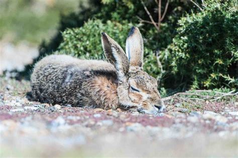 Image Result For Sleeping Hare Animals Jack Rabbit