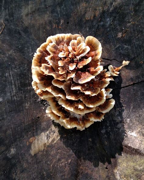 Mushroom Growing On A Tree Stump Smithsonian Photo Contest