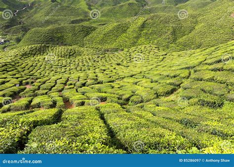 Tee Plantage In Cameron Highlands Malaysia Stockbild Bild Von Feld