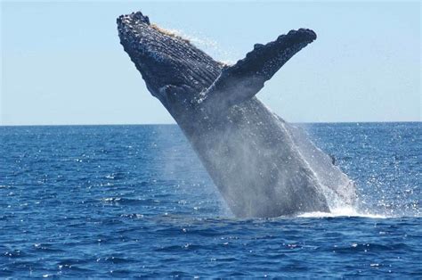 Humpback Whale Wired For Adventure