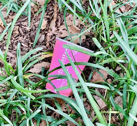 Pink Thing Of The Day Abandoned Pink Solo Cup The Worley Gig