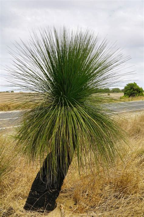 Xanthorrhoea Common Name Blackboygrass Treekangaroo Tail Or Grass