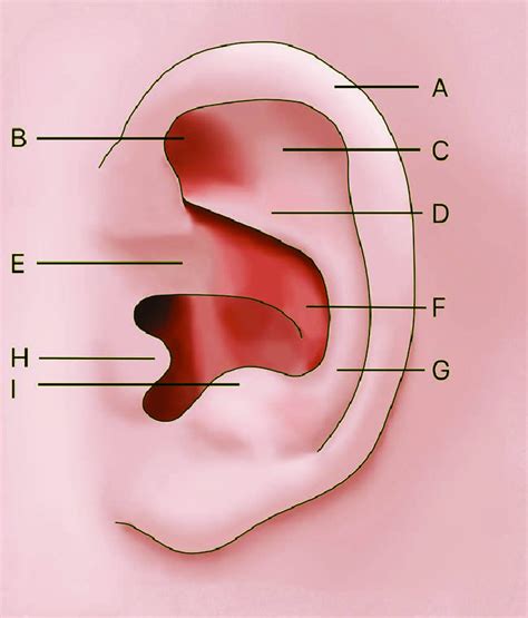 Diagram Representing The Normal Anatomy Of A Neonatal Ear A Helix B