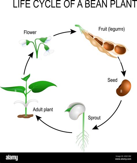 Life Cycle Of Plant With Seeds Growth In Biological Labeled Outline Sexiz Pix