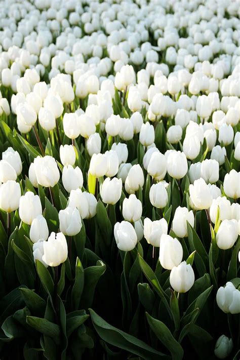 White Tulips In The Garden By Linda Woods White Tulips Boquette