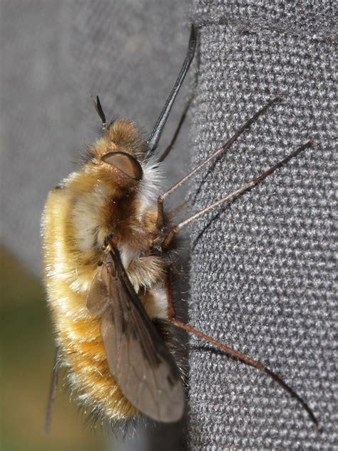Bombylius Major Large Bee Fly Phylum Arthropoda Latreil Flickr