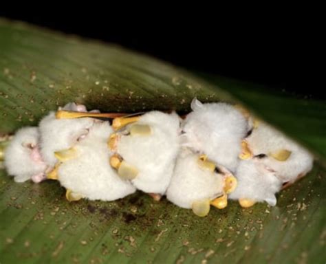 These Tiny Honduran Bats Are The Most Adorable Thing Youll See Today