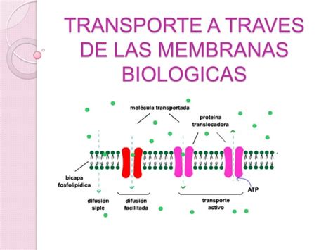 Transporte A Traves De Las Membranas Biologicas