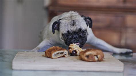 The guts ability to breakdown and metabolize food. 11 Human Foods Your Dog Can Safely Eat