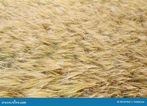 Barley Crops Texture Stock Image Image Of Texture Golden 98187035