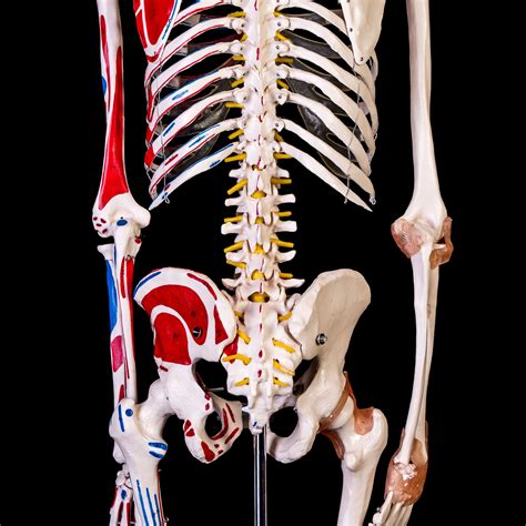 Advanced 180cm Tall Life Size Human Anatomical Skeleton Model With