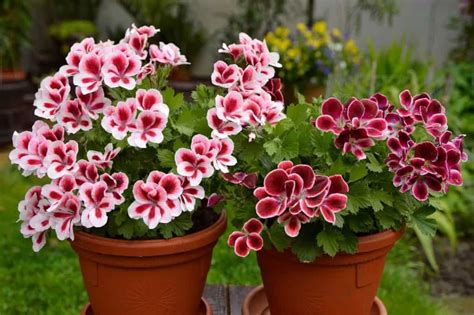 Geranium Care How To Grow And Care For Geraniums In Pots Hort Zone