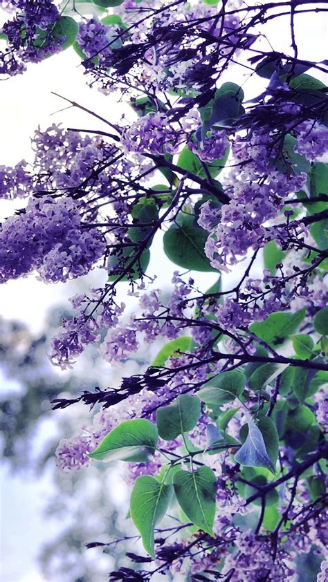 Lilacs Lilacs Purple Green Sunlight Flowers Branch Lilacs Hd
